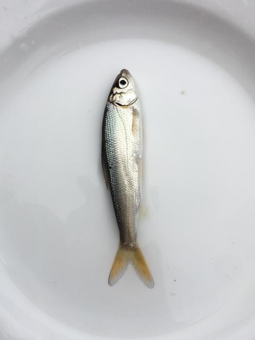 湘乡市鲴鱼 黄尾鱼