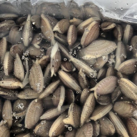 珠海原装未吐沙花甲，珠海码头直销货源