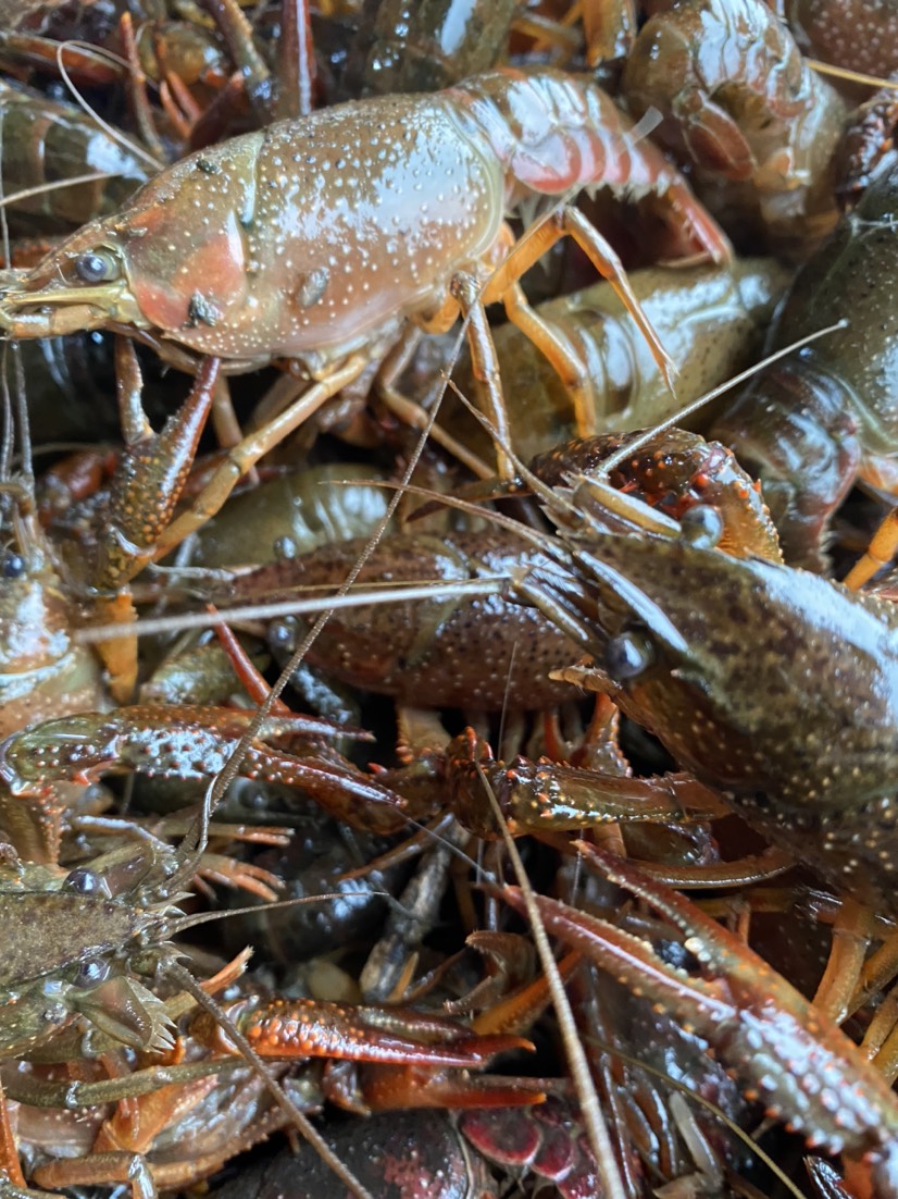 热销小龙虾，潜江小龙虾批发，规格齐全，硬规格