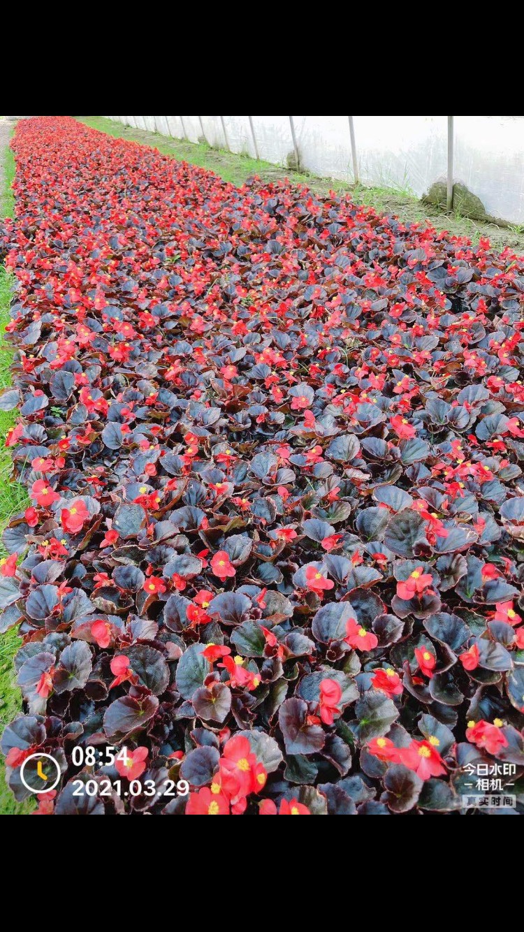 草花  孔雀草鸡冠夏堇矮牵牛一串红三色堇石竹羽甘蓝