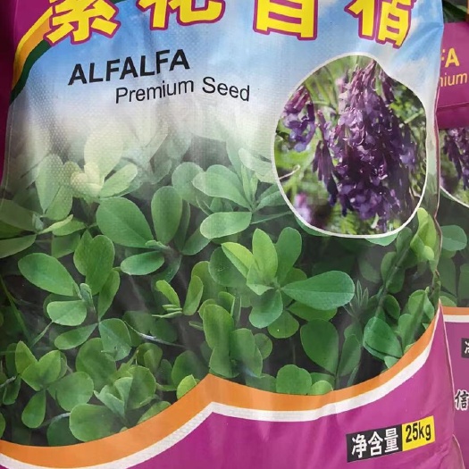 沭阳县苜蓿草种子 