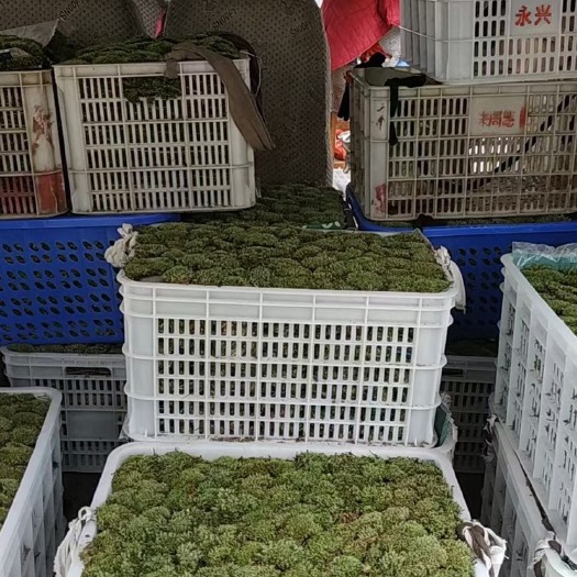 太湖县青苔 安徽安庆纯高质量原汁原味苔藓