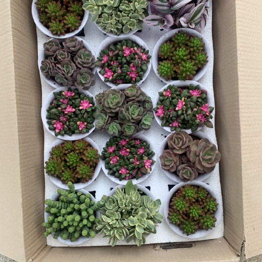 漳州 多肉植物多肉组合 15装 120