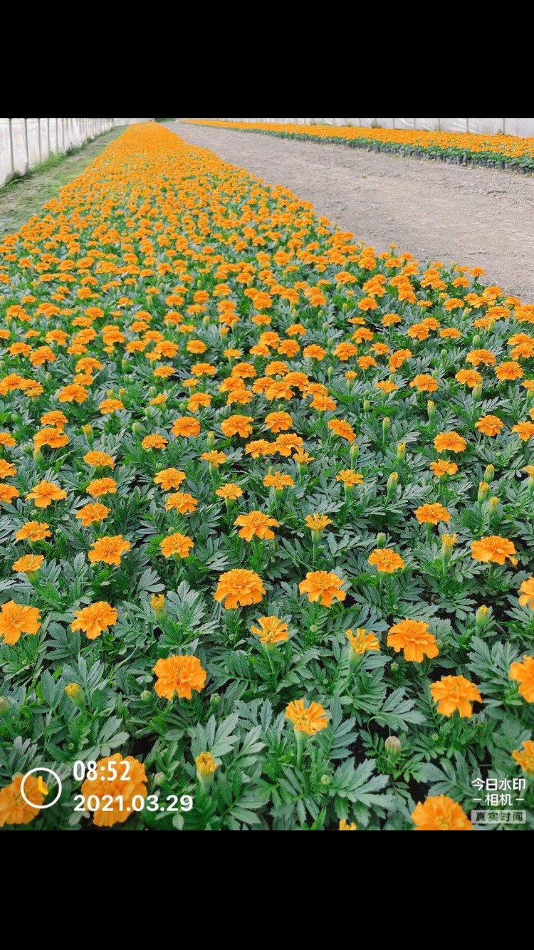 草花  孔雀草鸡冠夏堇矮牵牛一串红三色堇石竹羽甘蓝