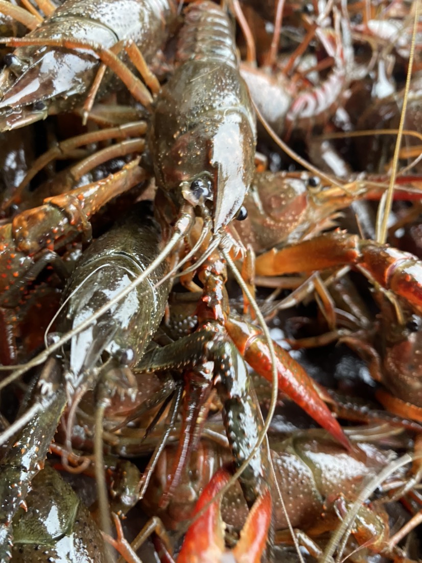 热销小龙虾，潜江小龙虾批发，规格齐全，硬规格