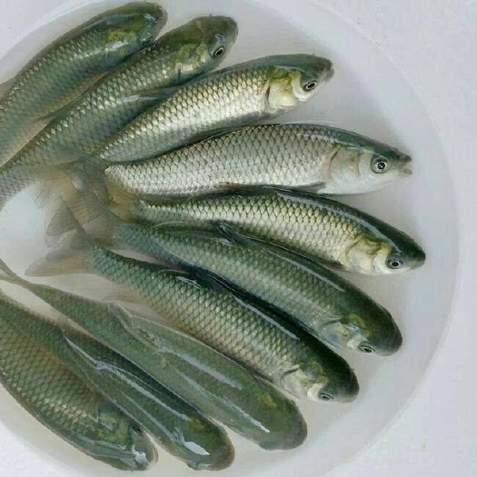 湘乡市 草鱼苗