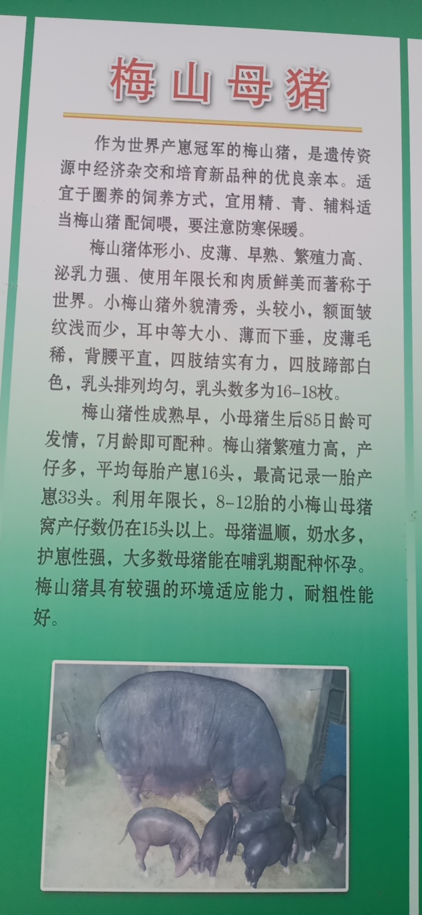 长白猪  长白母猪低价出售，产仔多