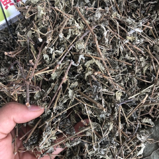玉林 溪黄茶 白茶新货颜色好