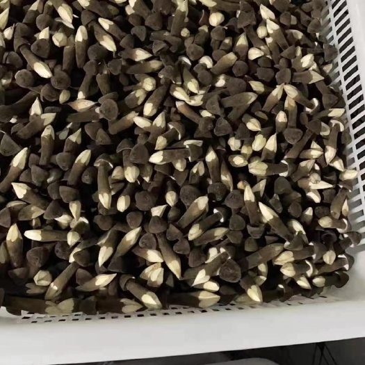 滕州市黑皮鸡枞菌，30斤一件，包邮，基地直邮，当日发货