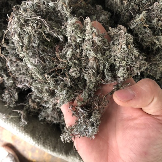 玉林棉茵陈 新货