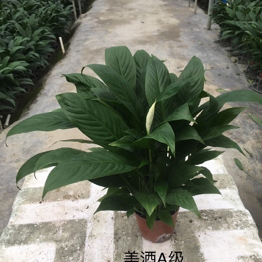 广州美酒白掌110#，一帆风顺基地直供