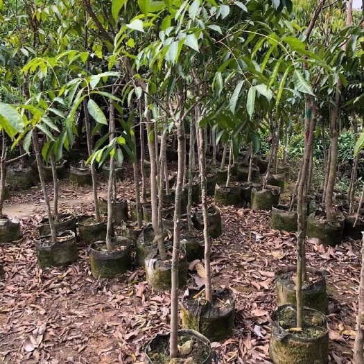 普宁市青橄榄苗 橄榄果树苗当年结果可盆栽地栽南北方均可种植