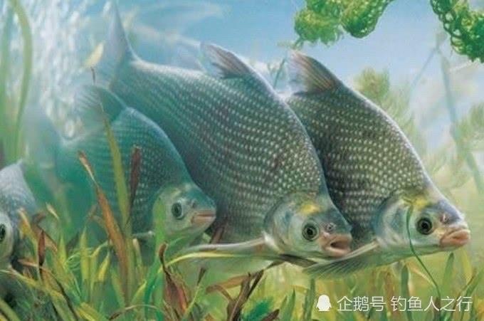 湘乡市 鳊鱼