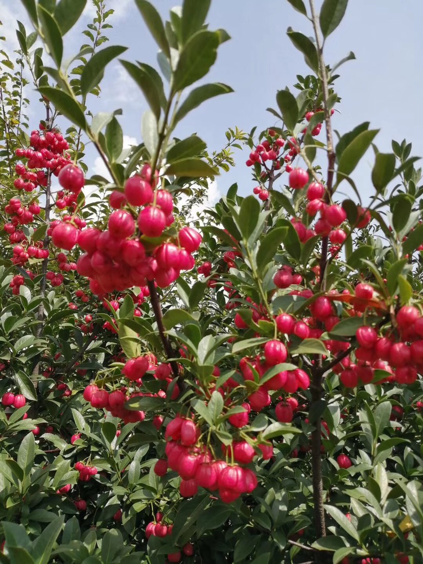 会泽县丝棉木  红灯笼景观、金丝杜仲，卫茅