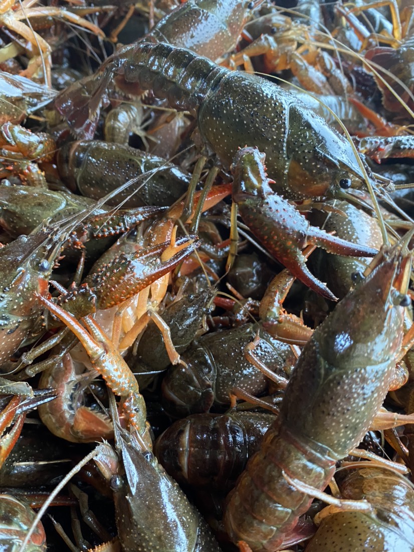 热销小龙虾，潜江小龙虾批发，规格齐全，硬规格