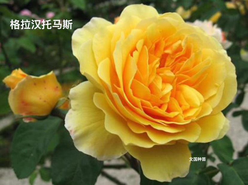 大花月季  爬藤大花，月季，欧月