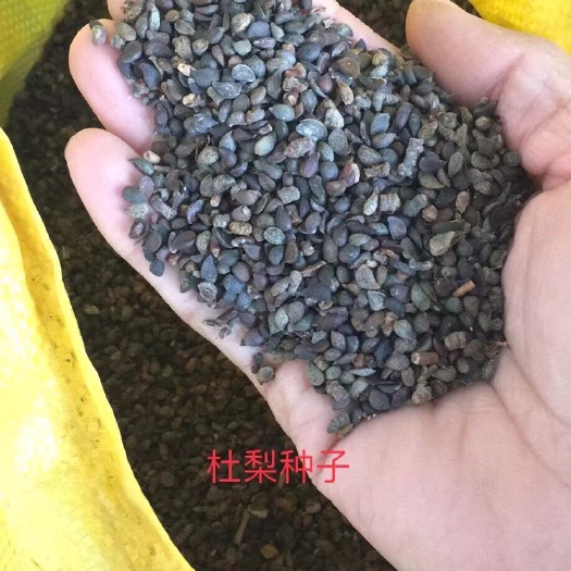 杜梨种子  杜梨籽 春季是冬藏处理好的 发芽率高