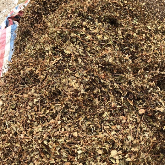 英德市广东本土鱼腥草手工割无机压狗点耳狗折耳