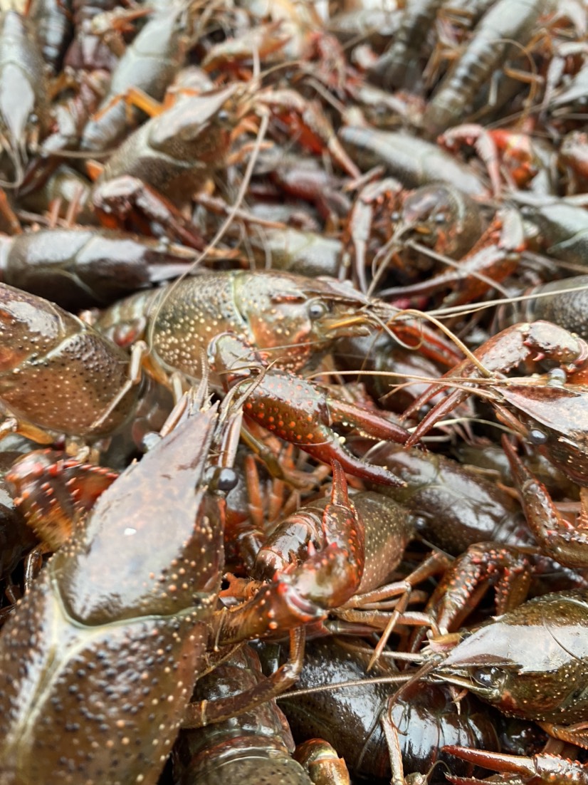 热销小龙虾，潜江小龙虾批发，规格齐全，硬规格