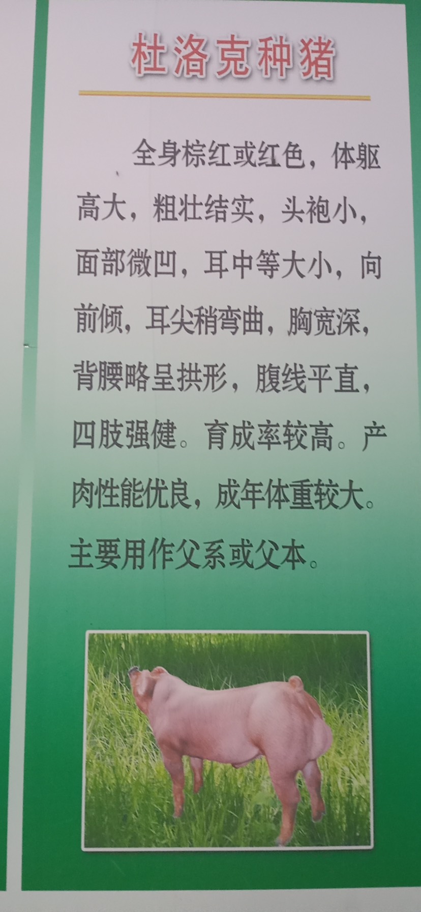 长白猪  长白母猪低价出售，产仔多