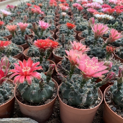 漳州 仙人球多肉植物菲花玉35装低价出售价格便宜量大