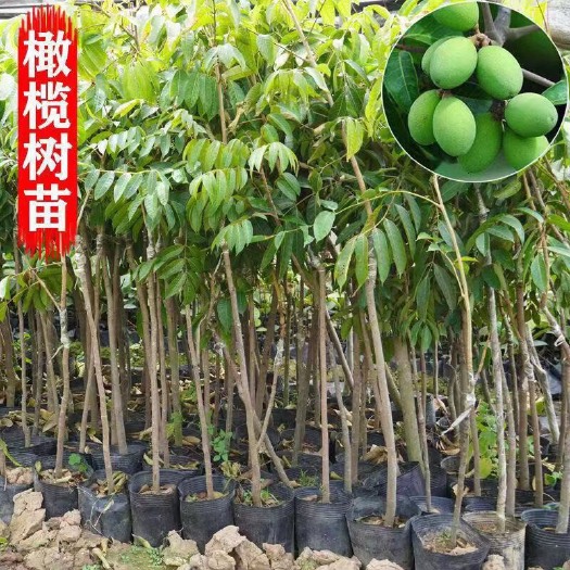 普宁市青橄榄苗 橄榄果树苗当年结果可盆栽地栽南北方均可种植