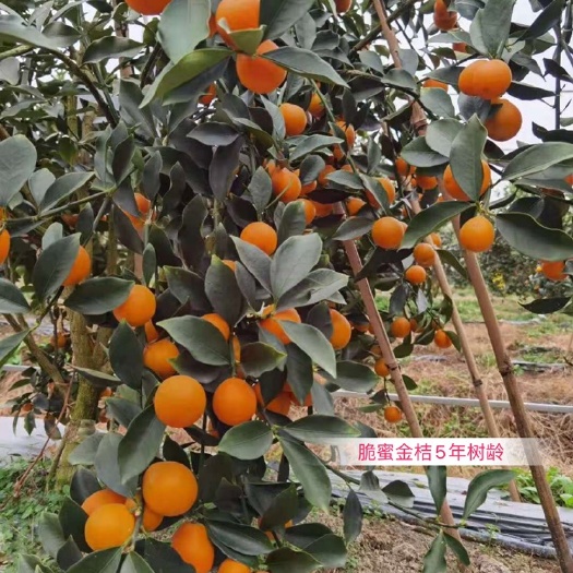 融安县【源产地】融安脆蜜金柑苗 金桔苗 自采母本培育售后有保障