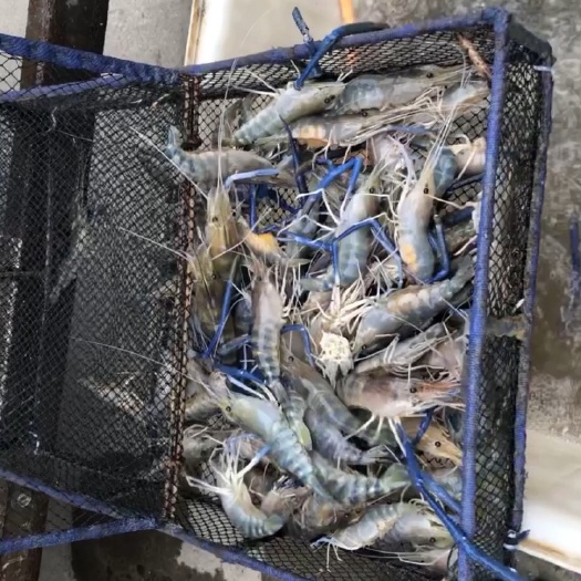 高邮市沼虾  可上门谈价格