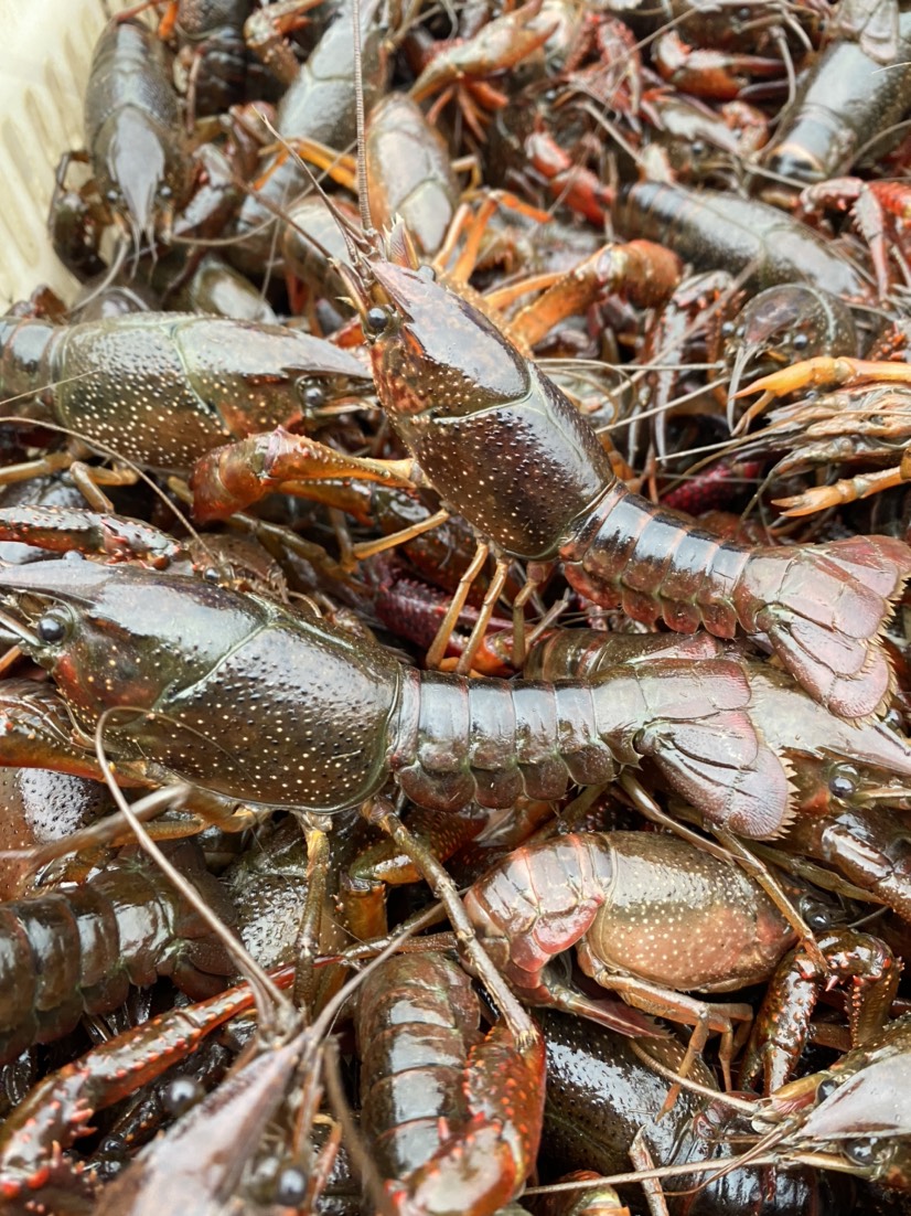 热销小龙虾，潜江小龙虾批发，规格齐全，硬规格