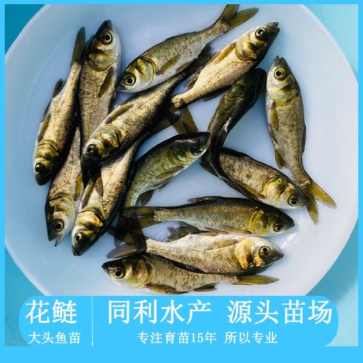 广州大头鱼苗 花鲢 鳙鱼 鲢鱼苗