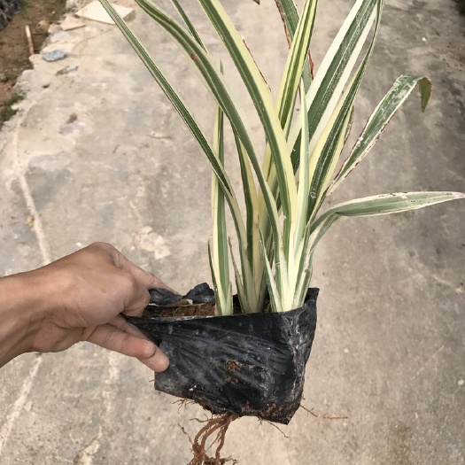 漳州山菅兰  银边山管兰