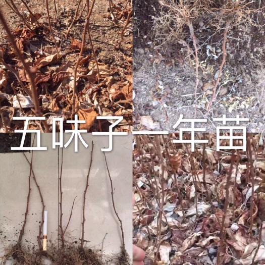 桓仁县 五味子苗