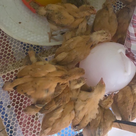 汉寿县脱温鸡苗 母