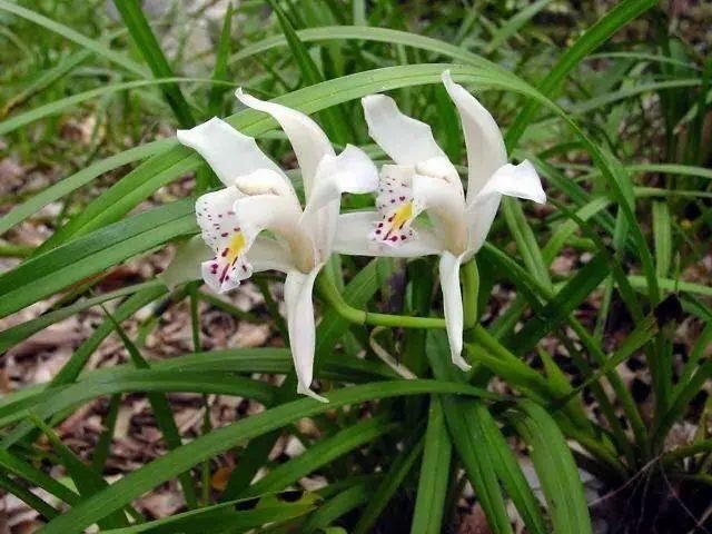 凤庆县兰花苗独占春小春兰