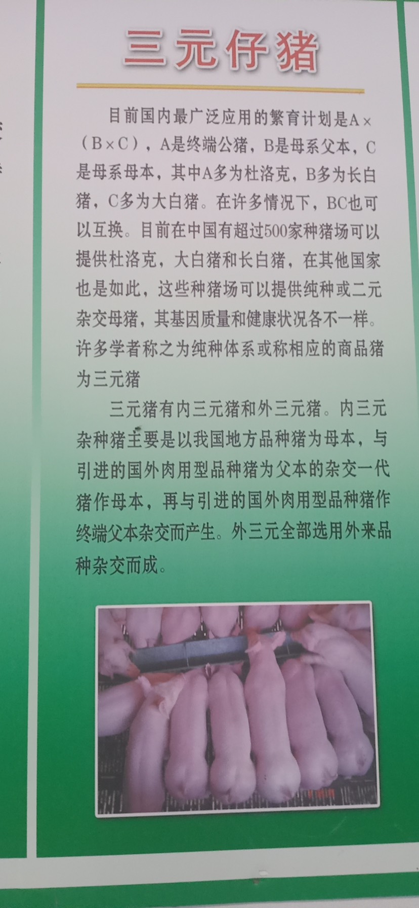 长白猪  长白母猪低价出售，产仔多