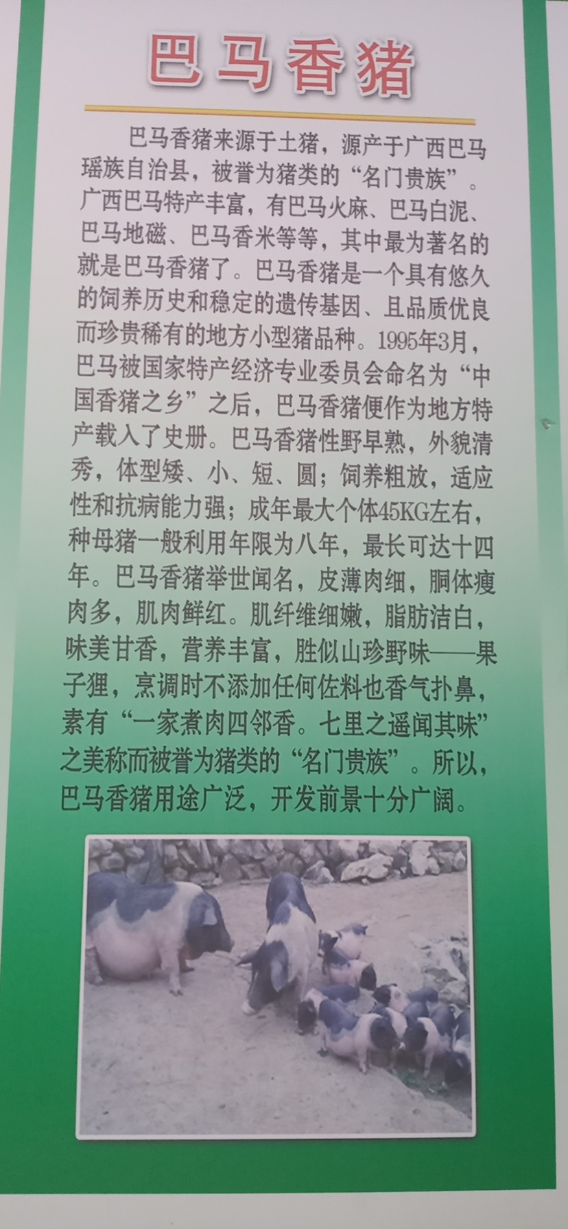 长白猪  长白母猪低价出售，产仔多