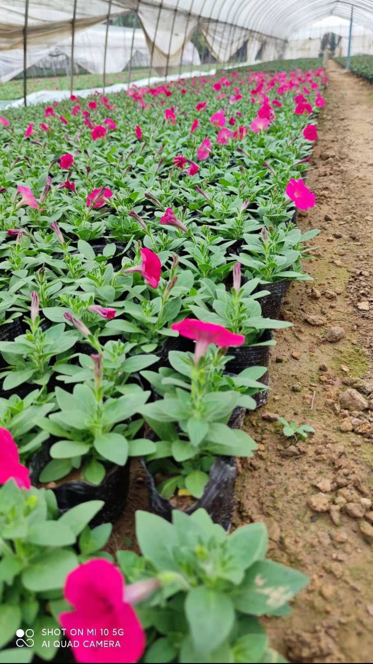 草花  孔雀草鸡冠夏堇矮牵牛一串红三色堇石竹羽甘蓝