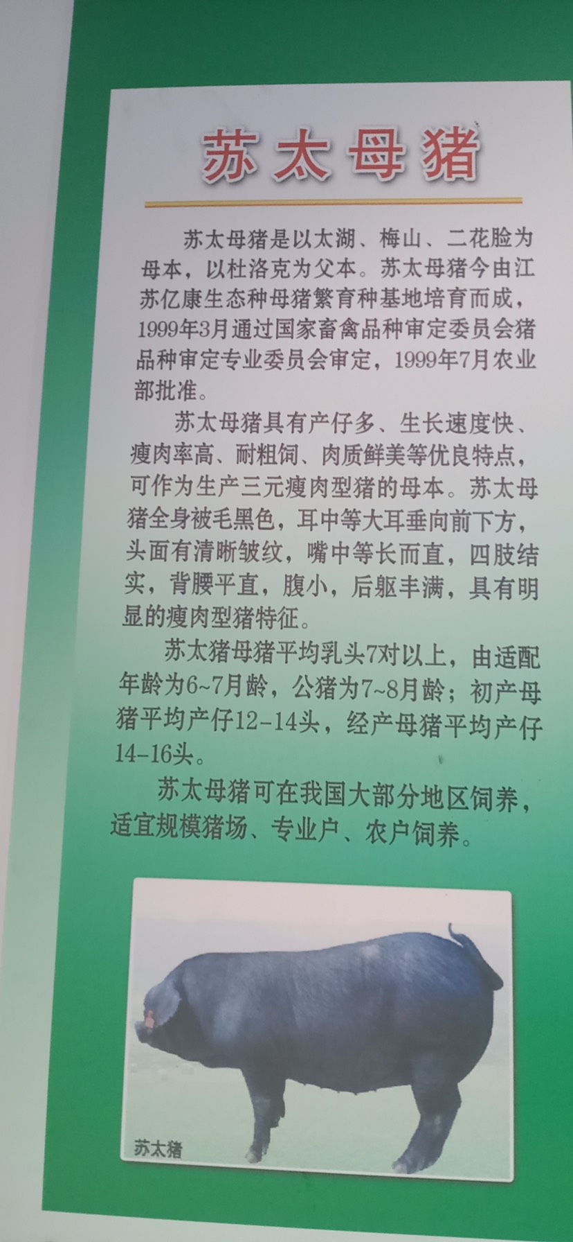 太湖猪  发情大母猪  有孕大母猪