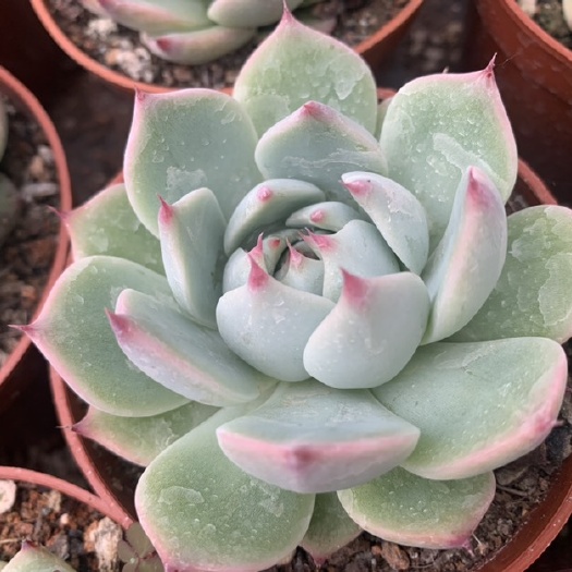 漳州 多肉植物多肉吉娃莲35装120 薄利多销价格优惠