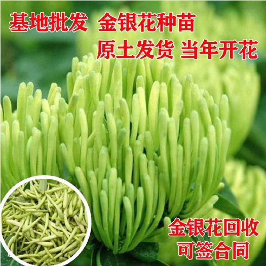 石家庄四季金银花苗 四季花 巨花一号 北花一号 不开花金银花苗 包技术包回收