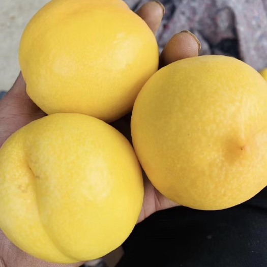 蒙阴县 黄桃 油桃毛桃 各种品种