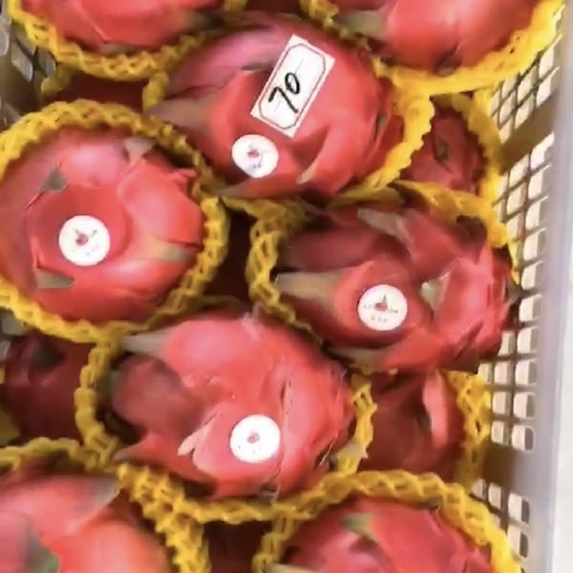 佛山金都一号火龙果苗 火龙果苗￼￼￼，金都