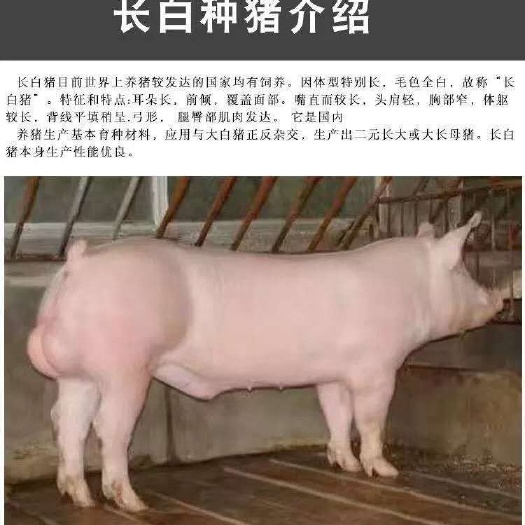 长白猪  太湖原种母猪，原种长白母猪，原种大白母猪，常年出售杜洛克公猪