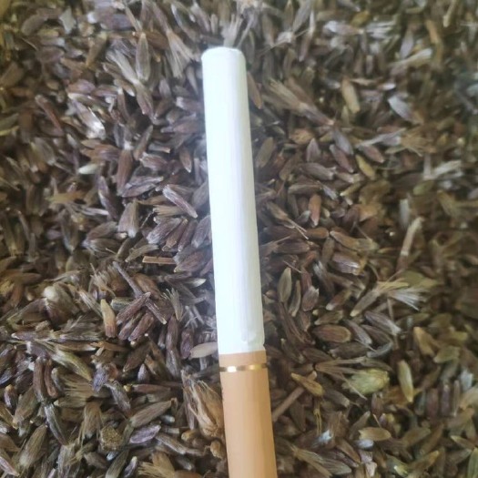 洛南县黑皮苍术种子2024年新货