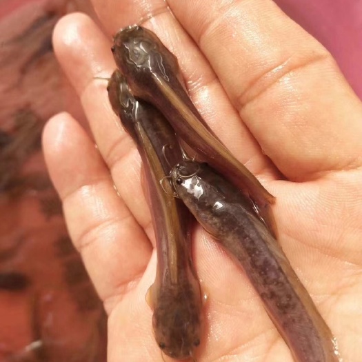 三黄塘鲺苗 塘角鱼苗