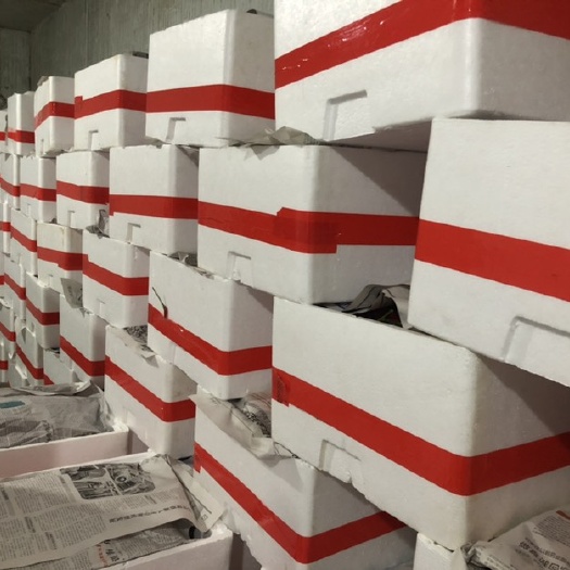 海口海南基地精品小米椒