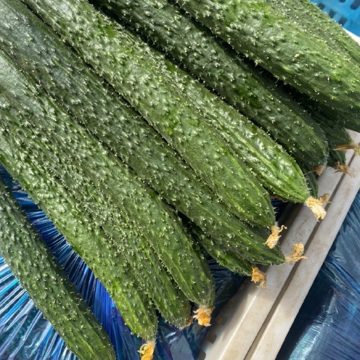 新绛县 密刺黄瓜大量上市