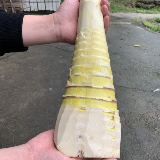 桃江县鲜嫩楠竹笋