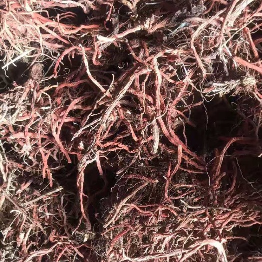 西安紫花丹参 各种规格都有