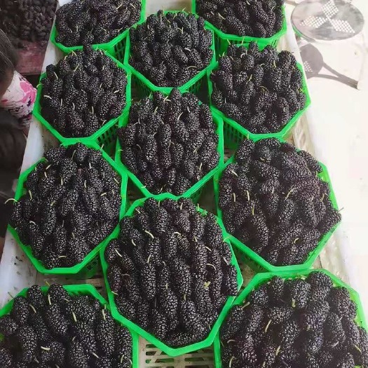 德昌县德昌黑桑葚 大量上市 把长 果大